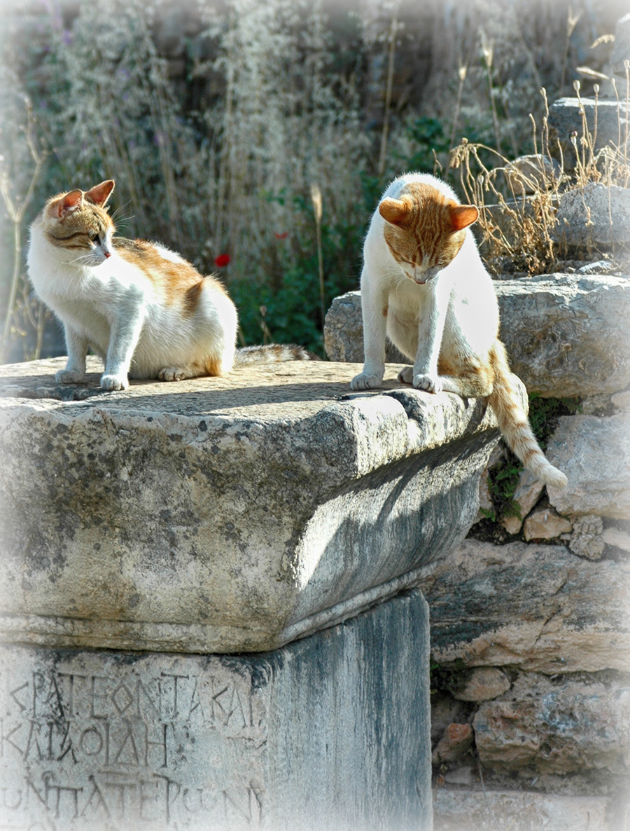 Cats in Ephesus